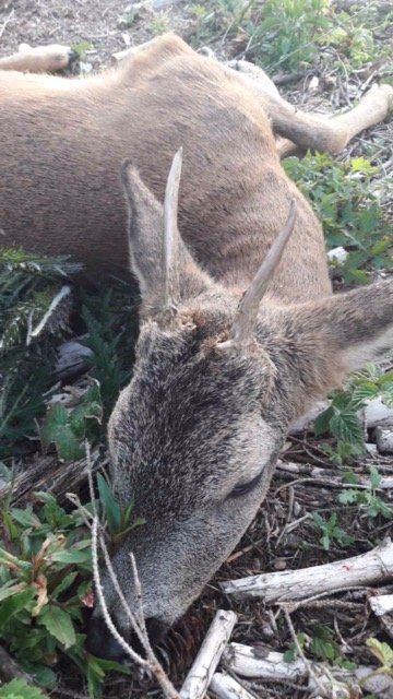 2020 Michael Srensen