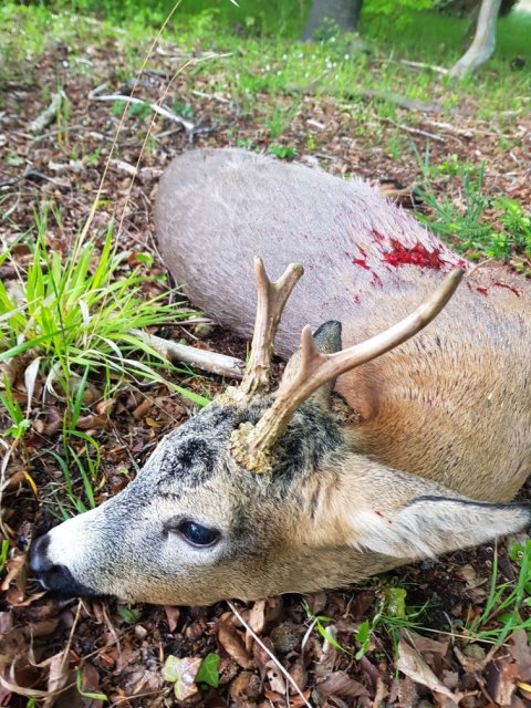 2020 Michael Olsen 6-ender