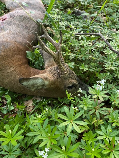 Tommy 16. maj, 6-ender